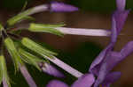 Creeping phlox